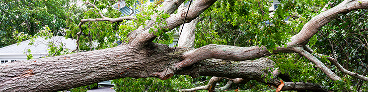 Emergency Tree Trimming